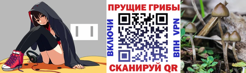 сколько стоит  Советская Гавань  Галлюциногенные грибы GOLDEN TEACHER 